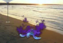 Pokemon Go Shadow Tirtouga
