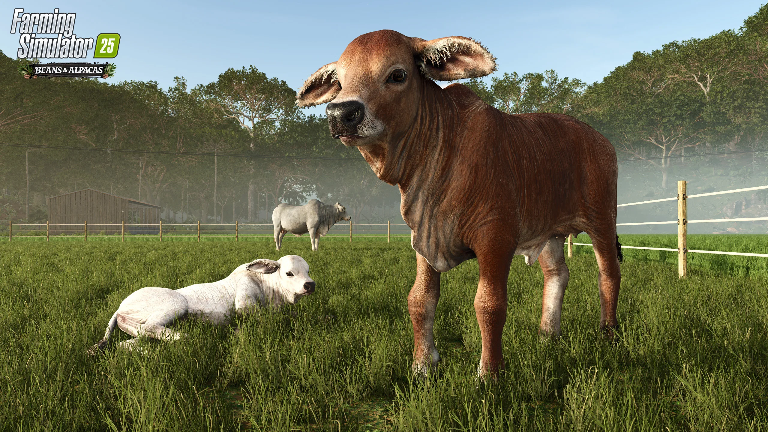 A Brahman cow and alpacas in a pasture