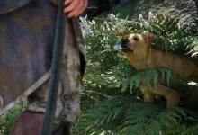 A dog stands in dense foliage beside Edward Kenway in Assassin's Creed Black Flag Resynced