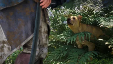 A dog stands in dense foliage beside Edward Kenway in Assassin's Creed Black Flag Resynced