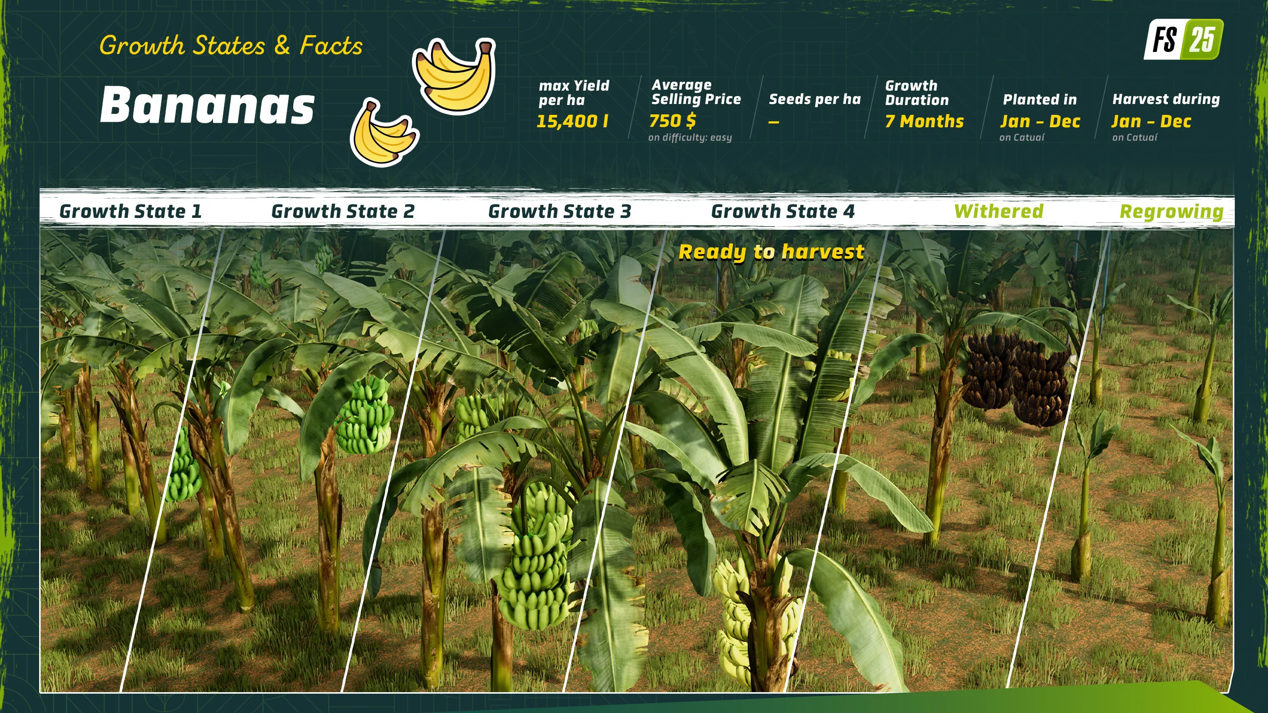 Banana growth stages and harvest cycle