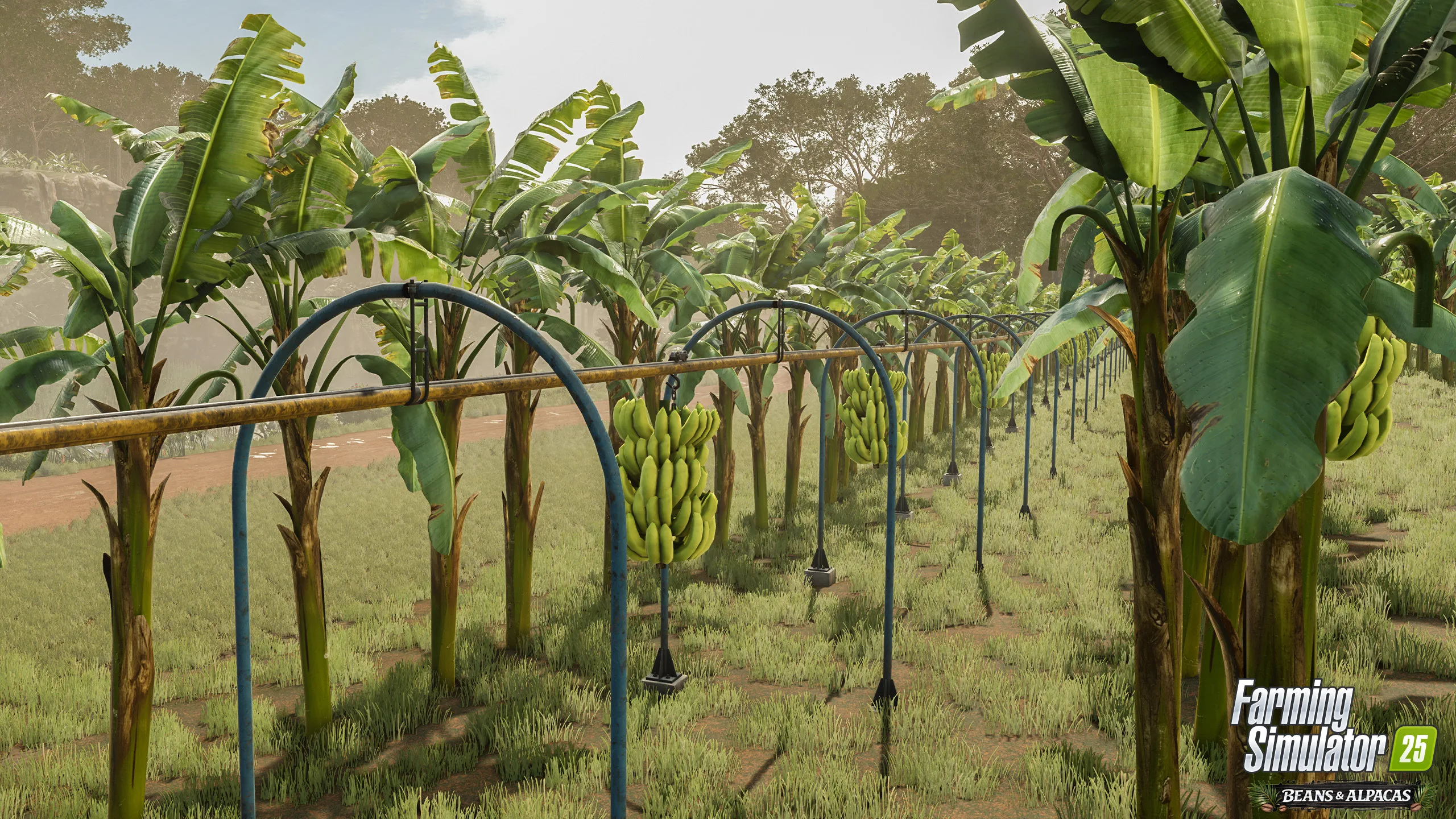Banana plants growing beneath harvest rails