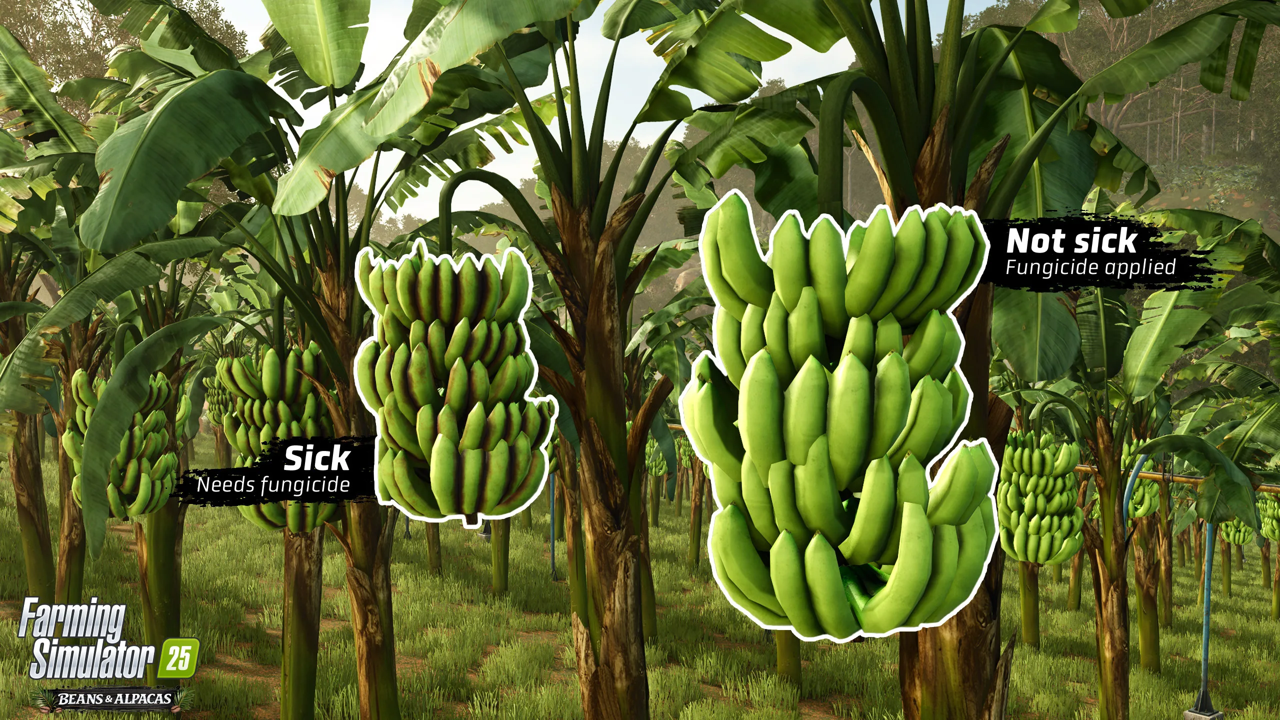 Banana plants marked as sick and not sick