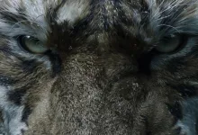 A tiger-like creature stares into the camera in Black Myth: Zhong Kui