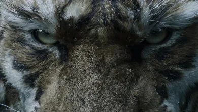 A tiger-like creature stares into the camera in Black Myth: Zhong Kui