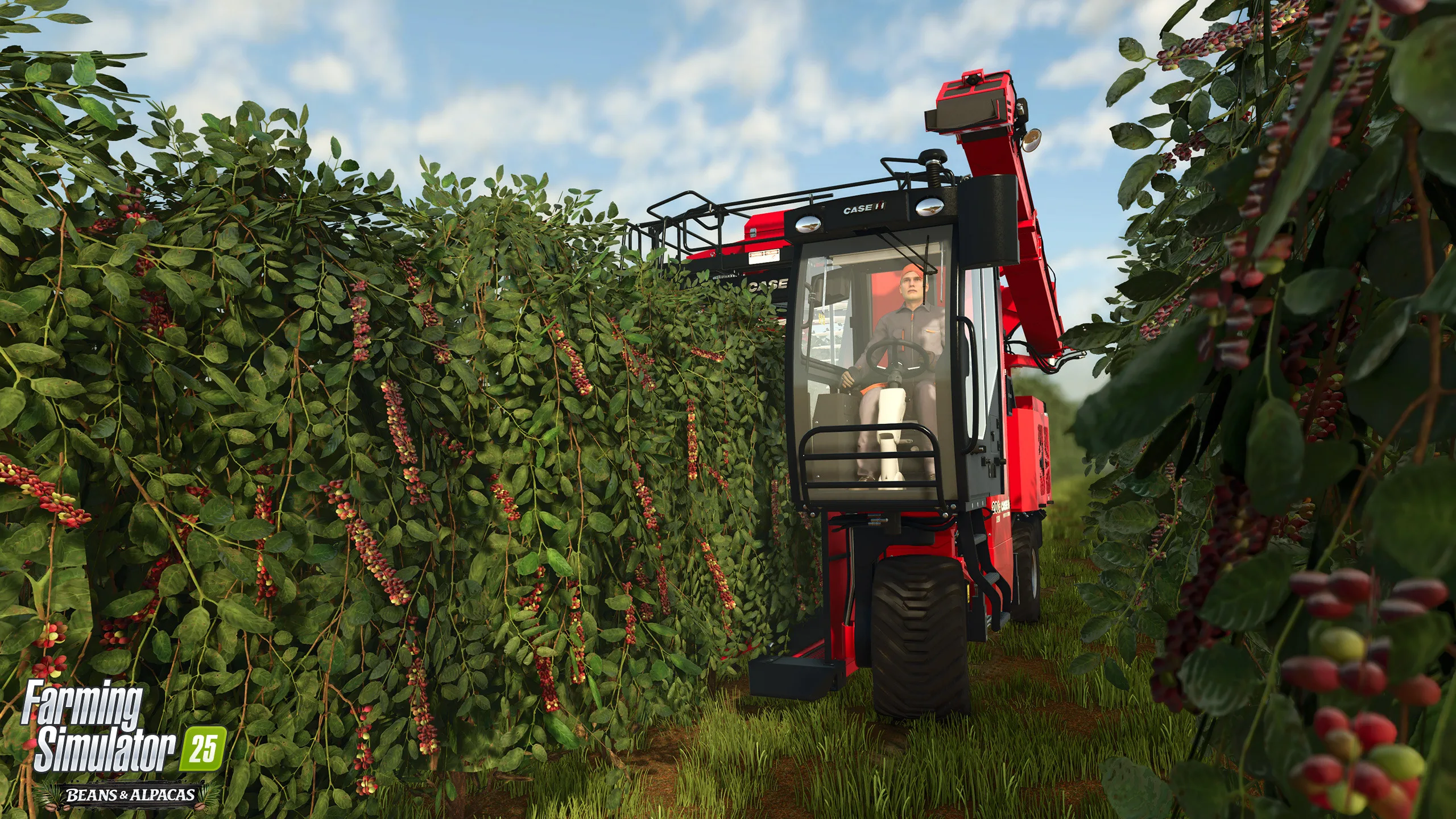 Case IH coffee harvester moving between rows of coffee plants