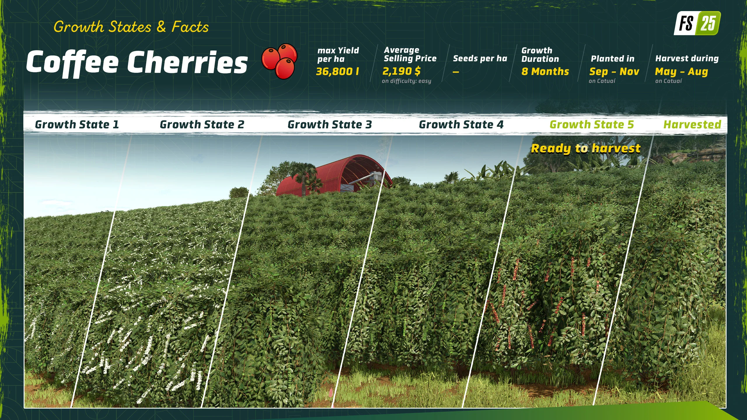 Coffee cherries progressing through five growth states in Farming Simulator 25