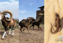 A DayZ Badlands image shows a mouflon, two dogs near military vehicles, and a desert monitor lizard on sand.