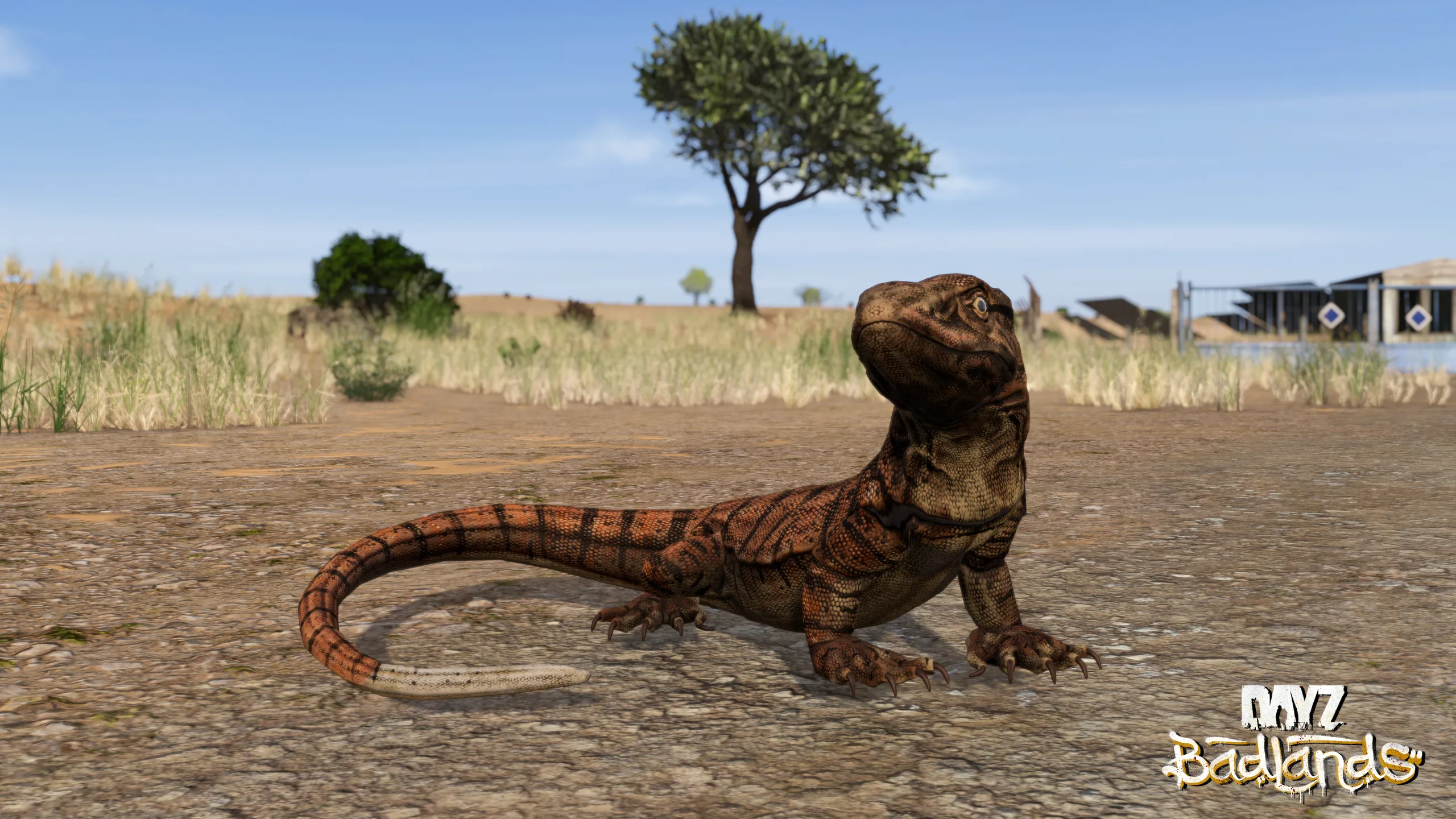 Desert monitor lizard in a dry Nasdara environment