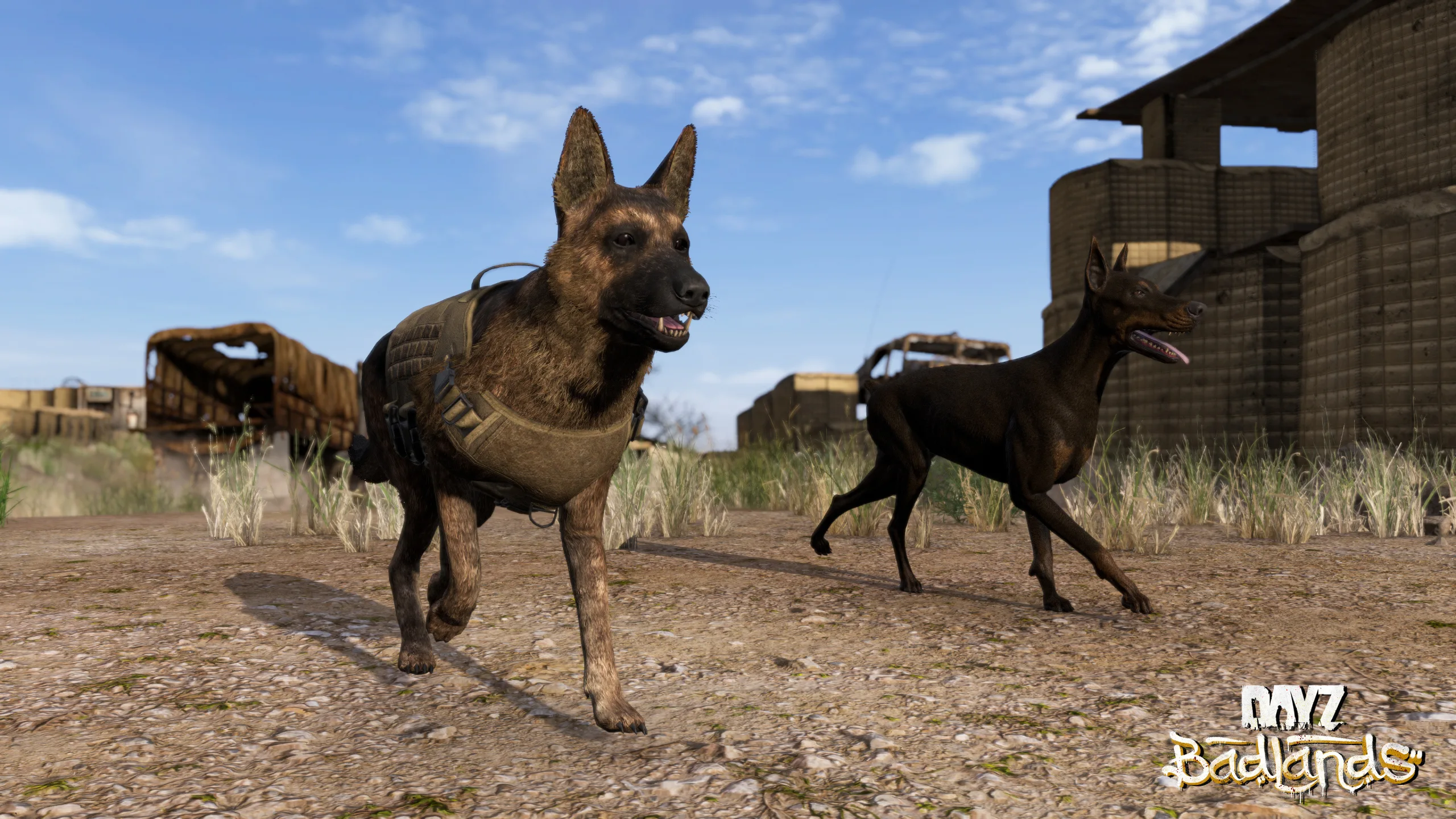 Two dogs near a military area in DayZ Badlands
